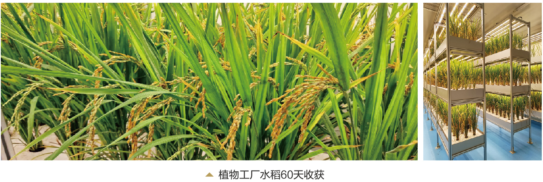 LED植物工厂推动我国设施农业迈向高级阶段