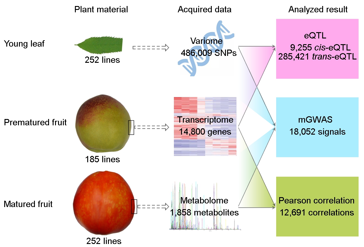1 Genome Biology2022-桃果实多组学分析流程_副本.jpg