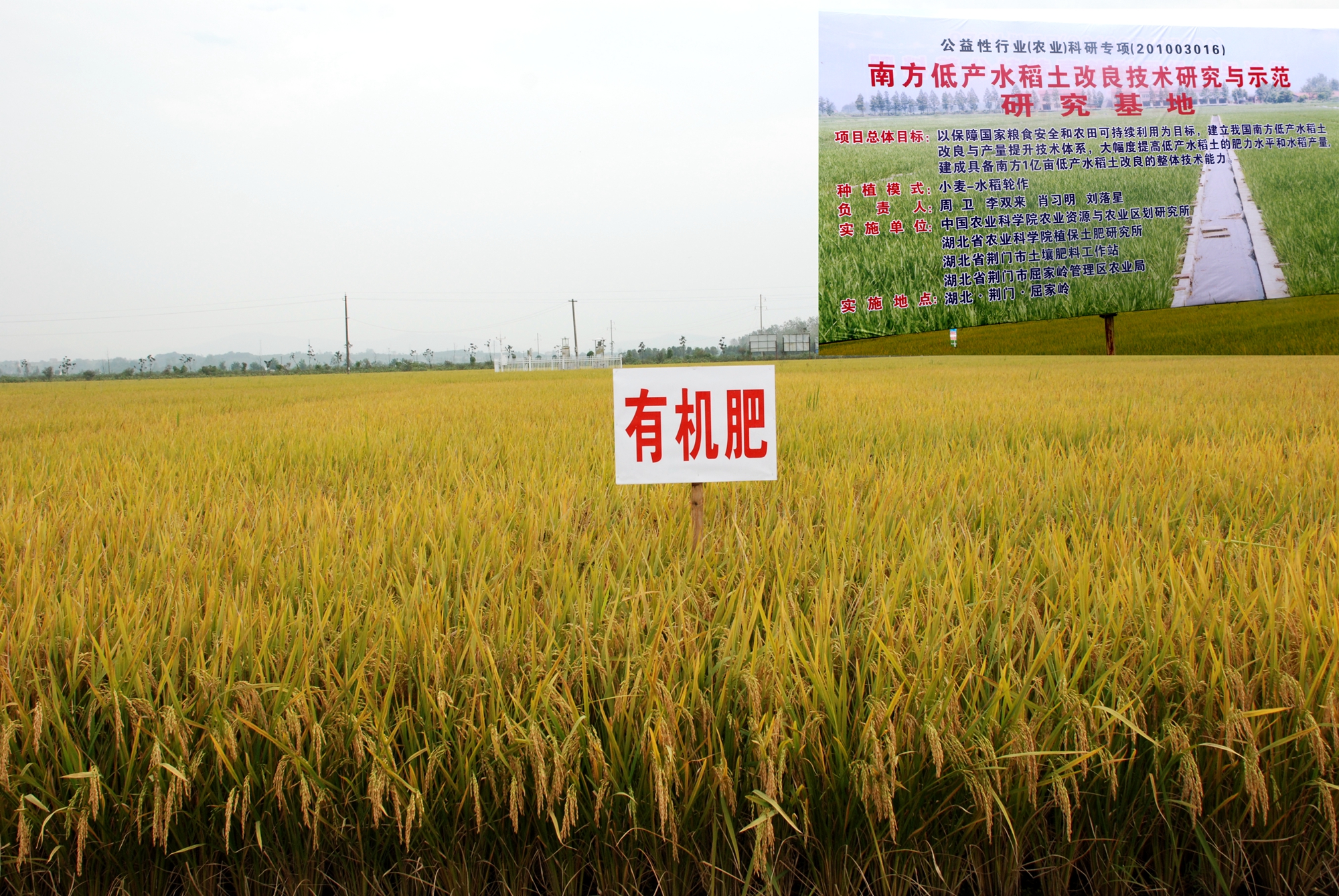 图4：湖北黄泥田改良现场.jpg