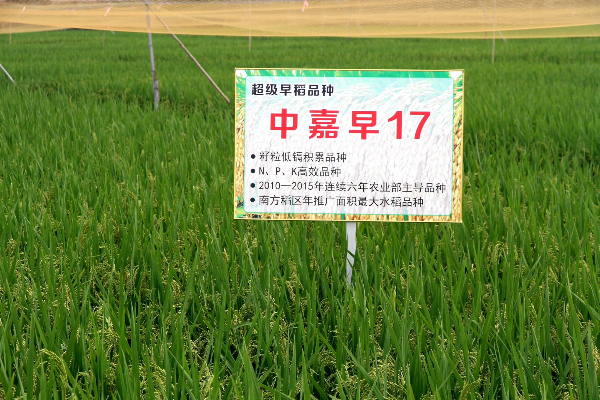 3 中嘉早17田间展示.JPG