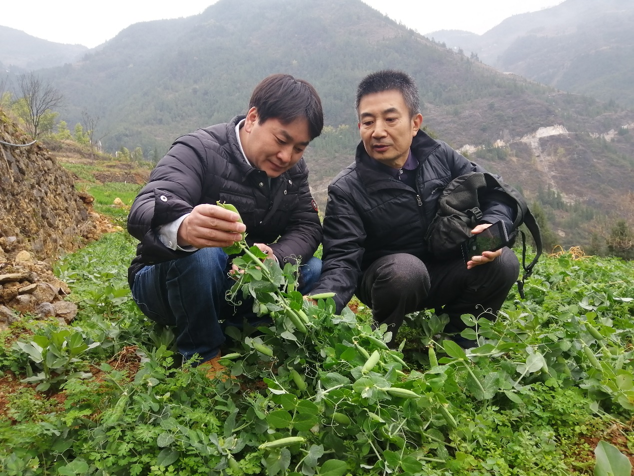 杂粮1.png