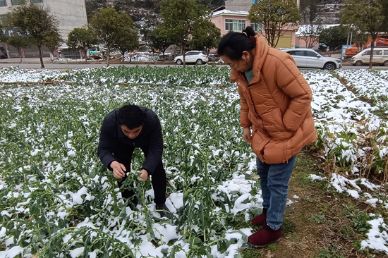 油菜_新闻副本.jpg