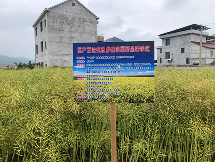 抗虫油菜.png