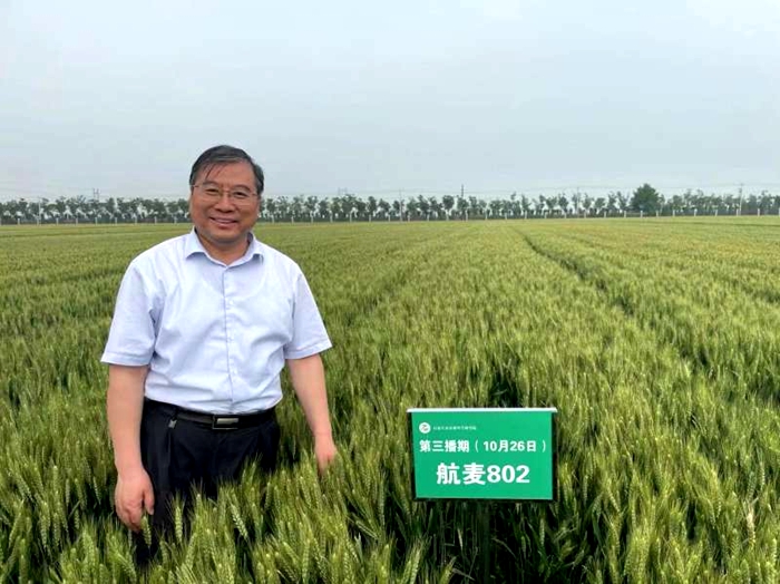 航麦.jpg