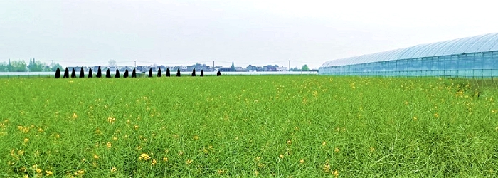 油菜大图新修_副本.jpg