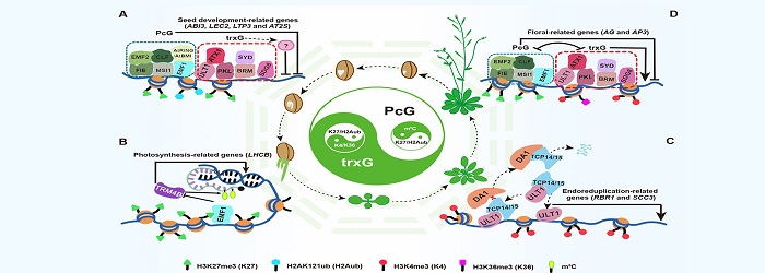 图示： 不同表观修饰间的互作与平衡精准调控植物生命周期.jpg