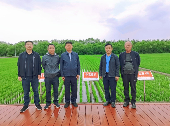 水稻-黑龙江_副本.jpg