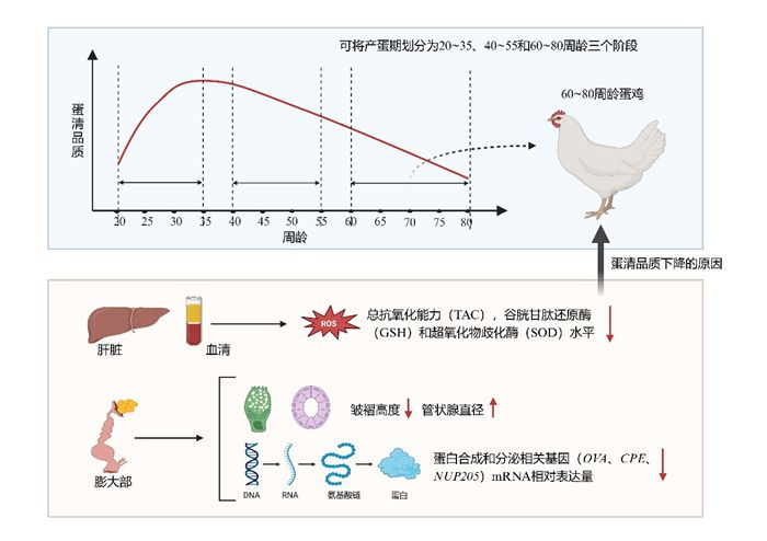 700饲料.jpg