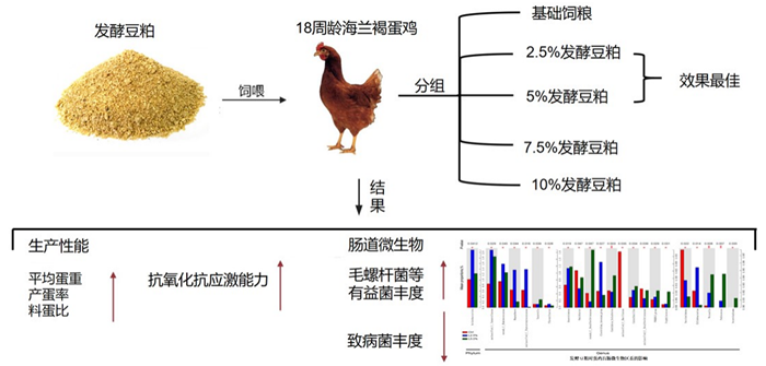 饲料鸡700.png