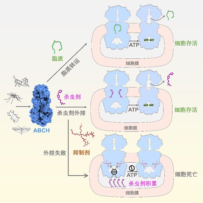 基因所媒体3-700.jpg
