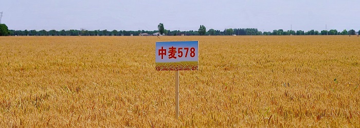 中麦578.jpg