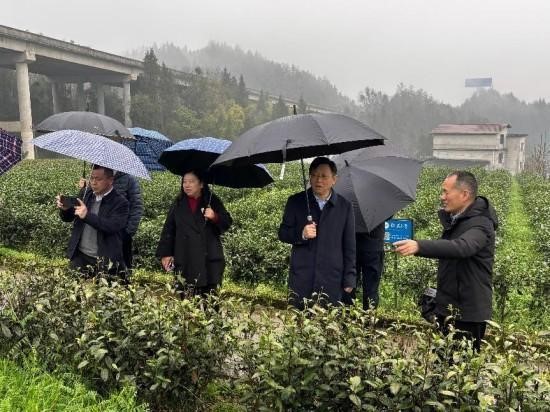 茶叶产业专家团.jpg