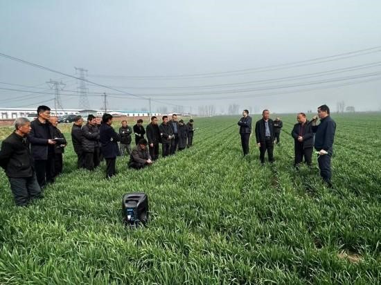小麦冀鲁豫.jpg
