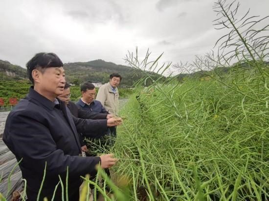 油菜专家团.jpg
