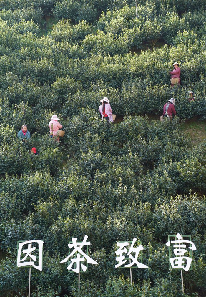 茶叶700-2.jpg