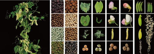 2951201_500x500.png