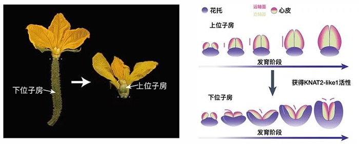 黄瓜700-3.jpg