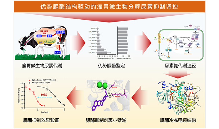 图 优势脲酶结构驱动的瘤胃微生物分解尿素抑制调控.png
