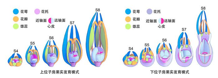 700黄瓜.jpg