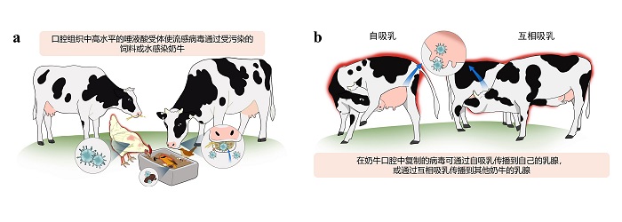 奶牛大图（中文）.jpg