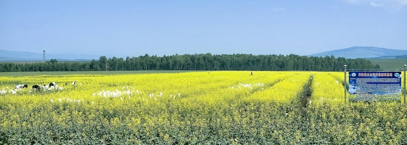 我国高纬度特短生育期油菜育种取得突破