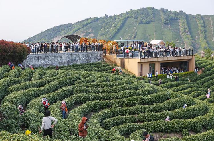 People visit a tea garden in Anji County of Huzhou City, east China's Zhejiang Province, on April 5, 2025. (Xinhua)