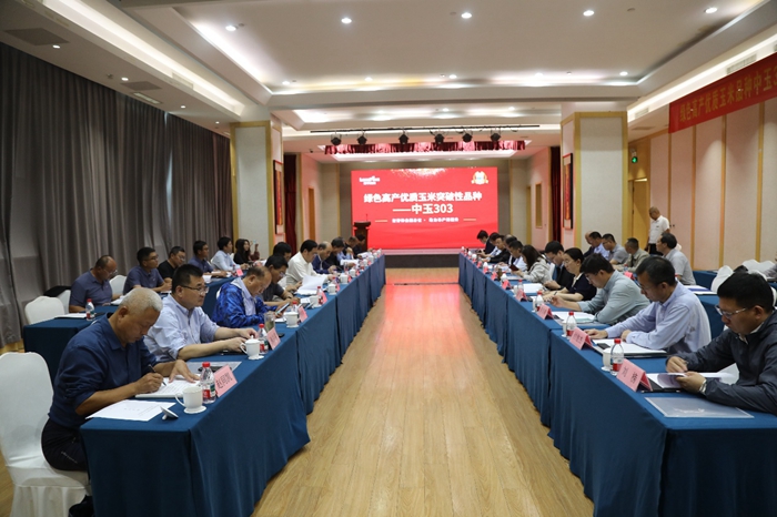 玉米新品种“中玉303”助力秋粮大面积单产提升 650496450426324214.jpg