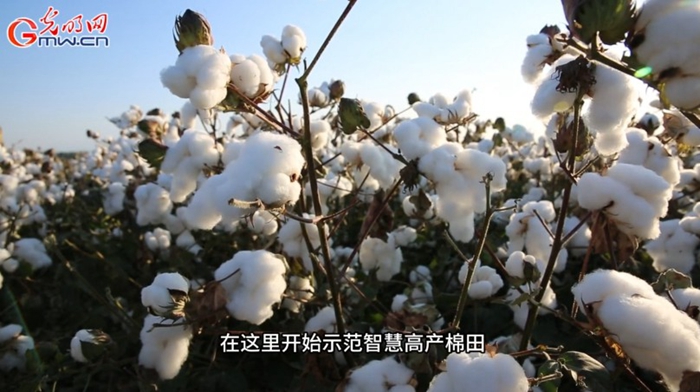 风吹棉桃见丰年 e0d55e9af22d2a372c7023.jpg