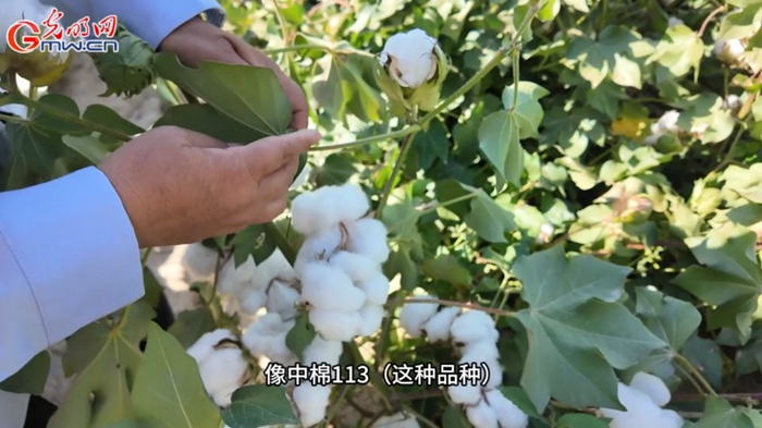 风吹棉桃见丰年 e0d55e9af22d2a372c5321.jpg