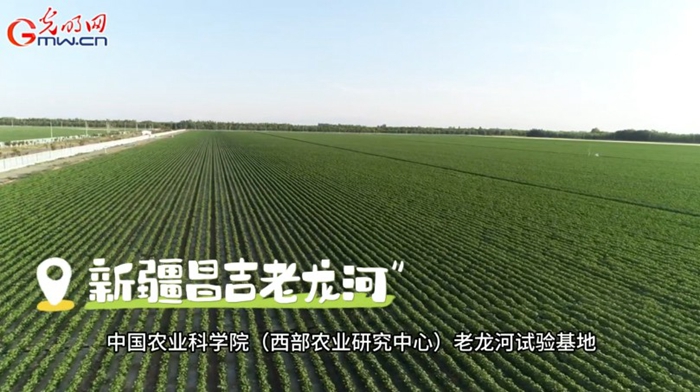 风吹棉桃见丰年 e0d55e9af22d2a372c4520.jpg