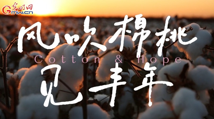 风吹棉桃见丰年 e0d55e9af22d2a372c3c1f.jpg