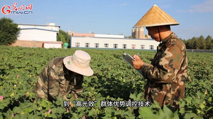 风吹棉桃见丰年 e0d55e9af22d2a372c6422.jpg